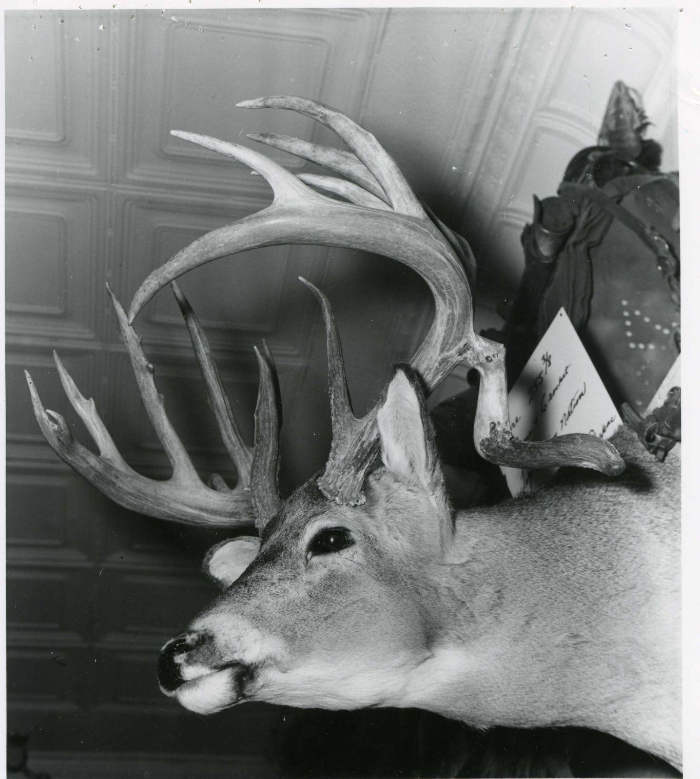 Whitetail nontypical